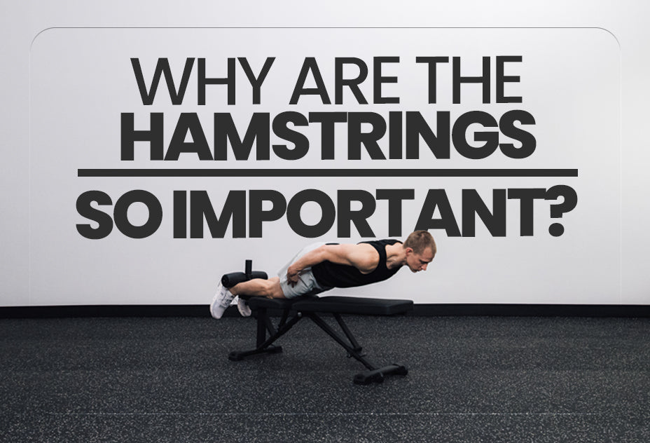 Why are the hamstrings so important?